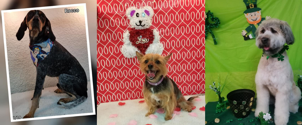 Three Cute Dogs After Grooming 